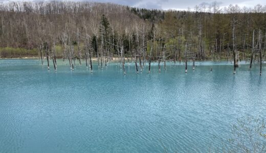 【青い池は本当に青かった】北海道の人気観光スポット　青い池と解説とレビュー