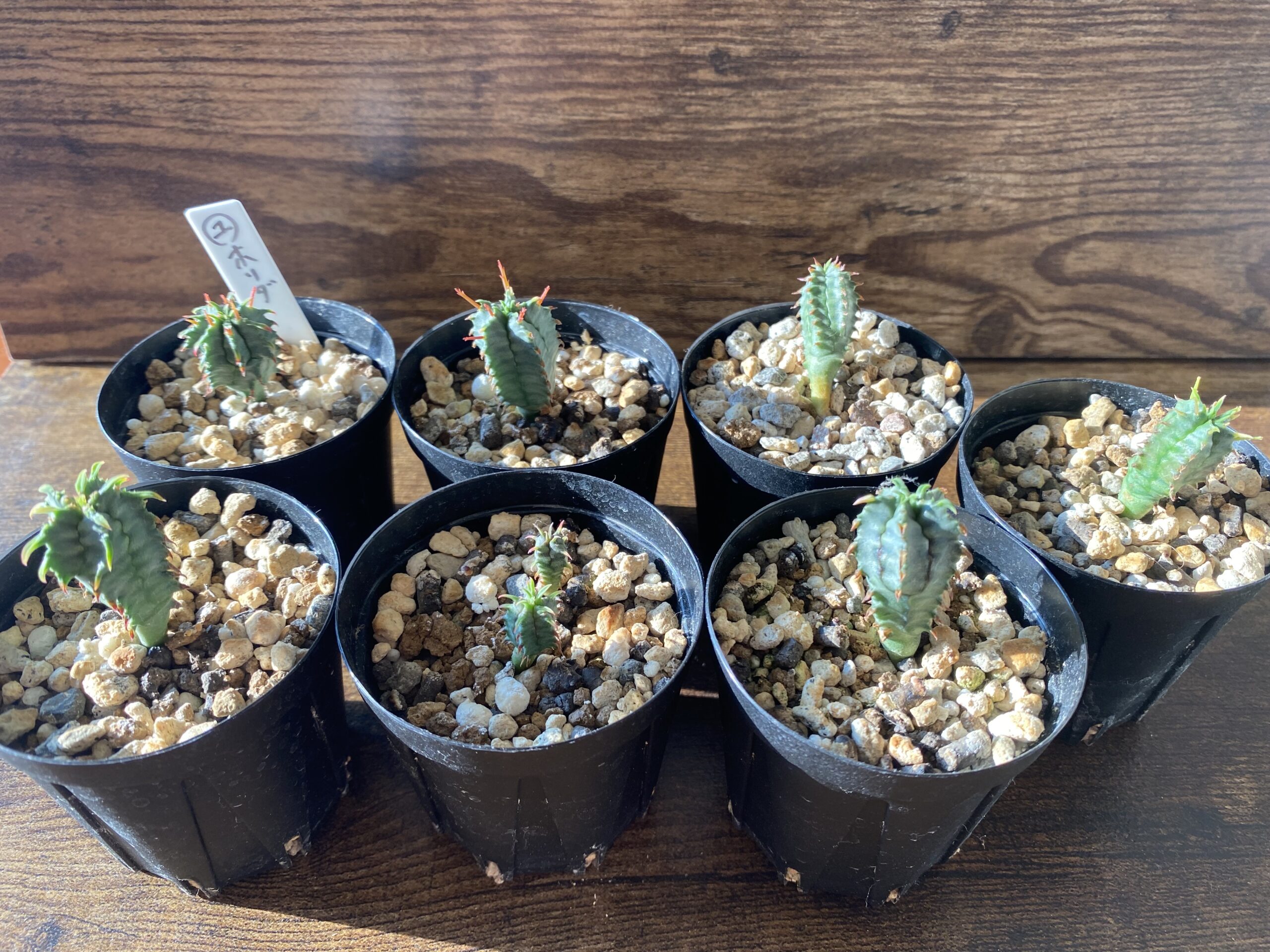 初心者でも安心】ユーフォルビアホリダ実生の育て方とコツ徹底解説