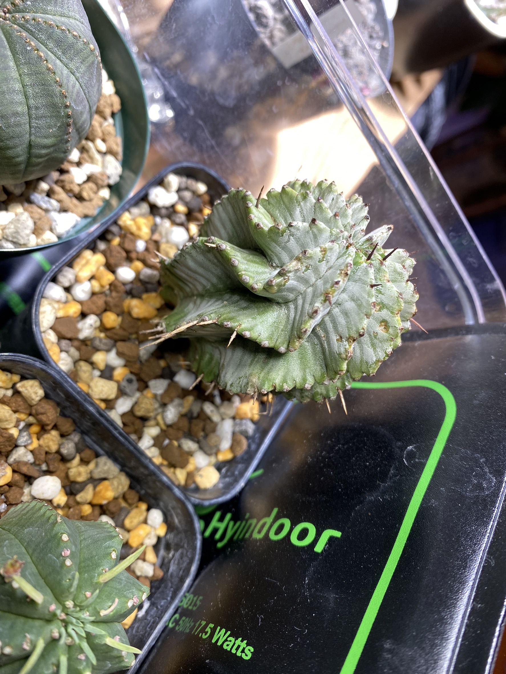 購入後すぐにユーフォルビアホリダを植え替えすると根がない話【対処法