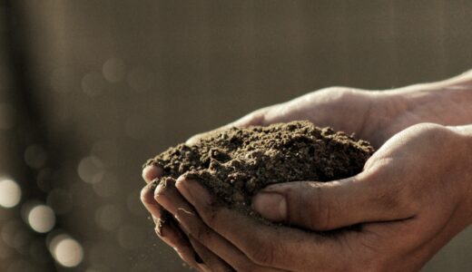 【アガベ　パキポ】塊根植物などの使える市販で購入できるおすすめの用土5選