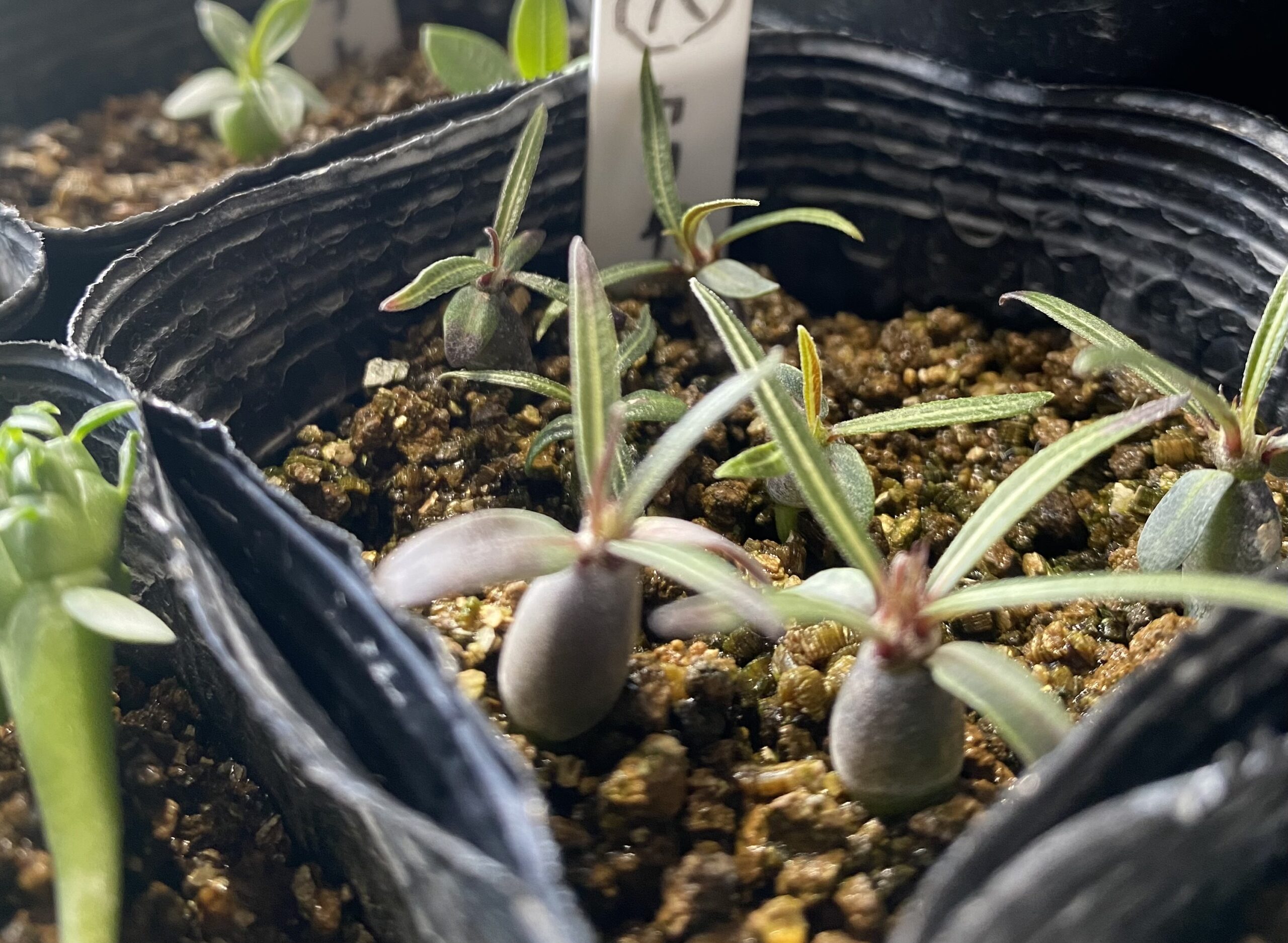 実生初心者必見】パキポディウム実生の土の配合を解説。誰でも簡単に