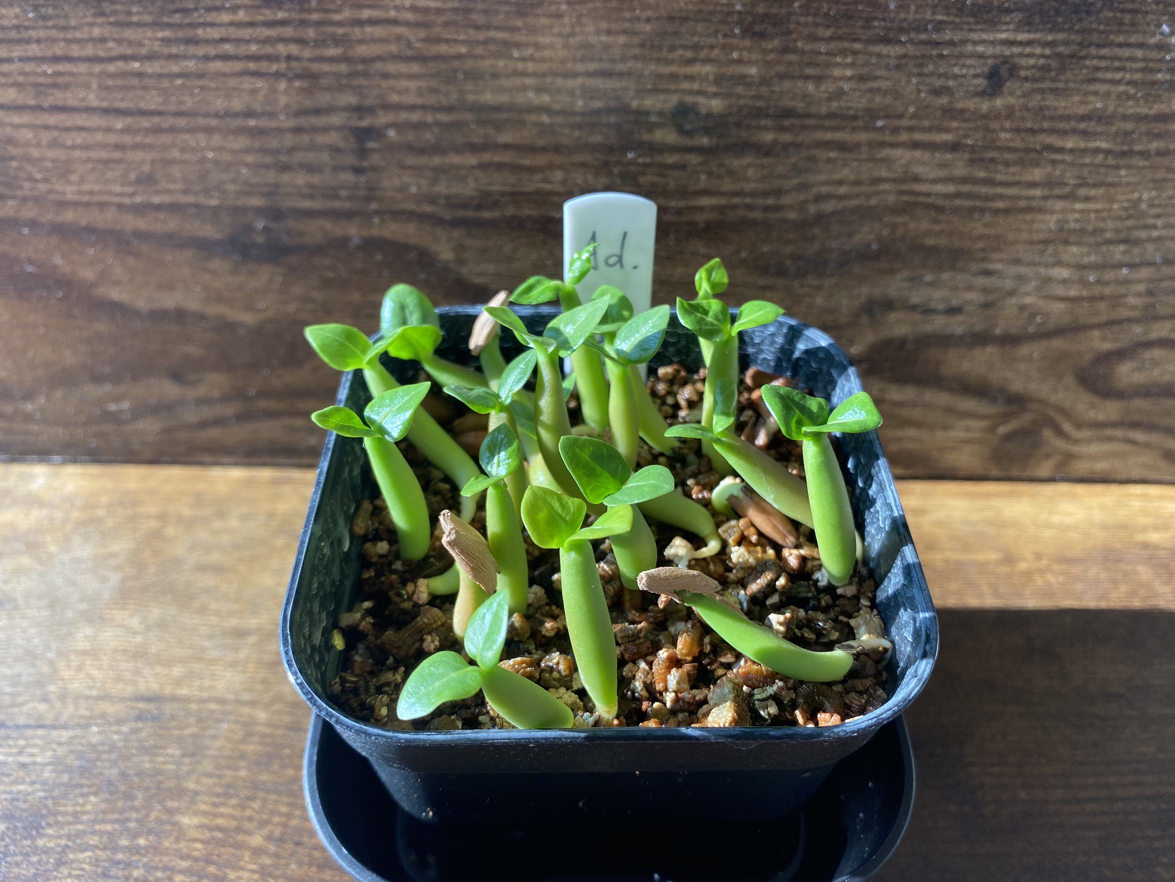 アデニウムアラビカムイエメン栽培記録 アデニウムアラビカムイエメン実生の育て方徹底解説 Osablog