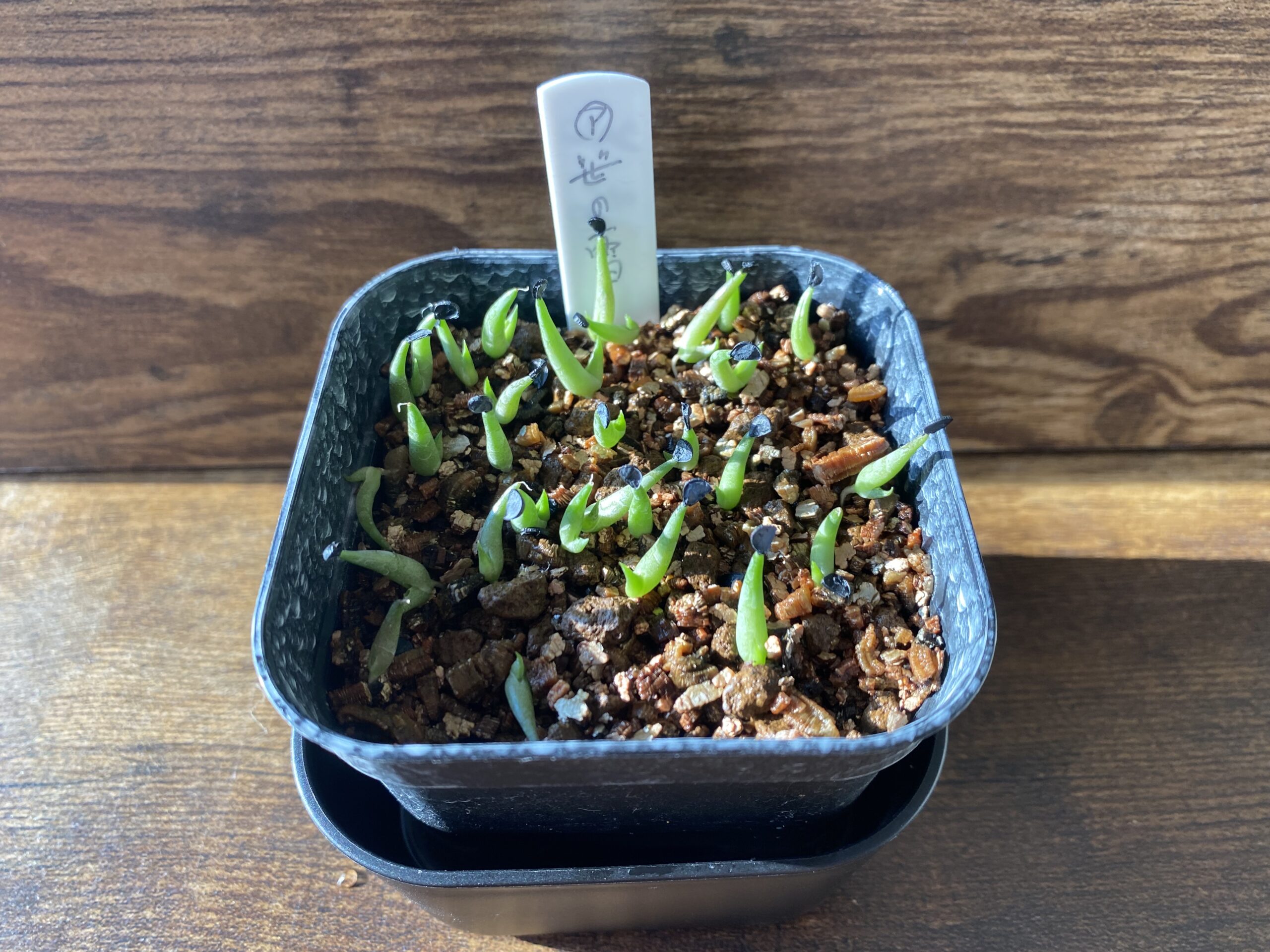 アガベ　実生　2022ロット 863AB8B8-0B8B-4248-92CF-