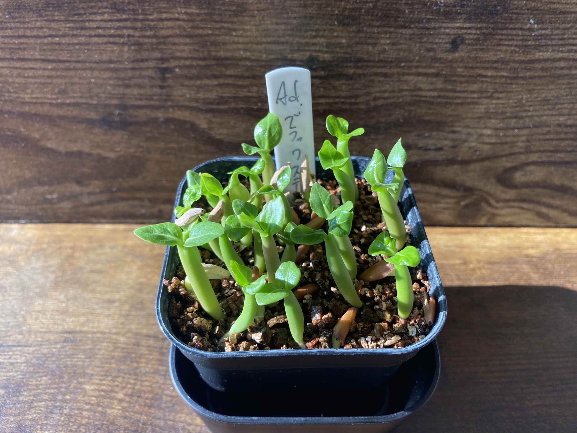 実生初心者でも簡単 アデニウムブラックステム実生の栽培方法徹底解説 Osablog