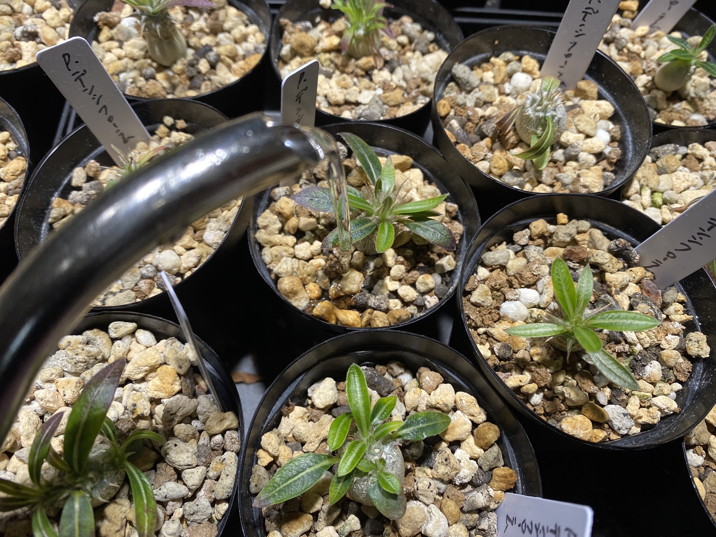 パキポディウム 実生6年 良株 コレクション 私のパキポディウム考( *˙ω˙*)