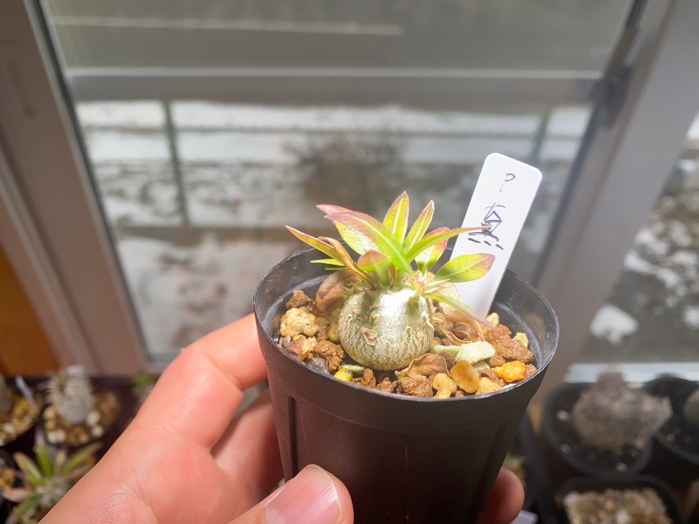 パキポディウム恵比寿大黒栽培記録】恵比寿大黒実生の育て方徹底解説