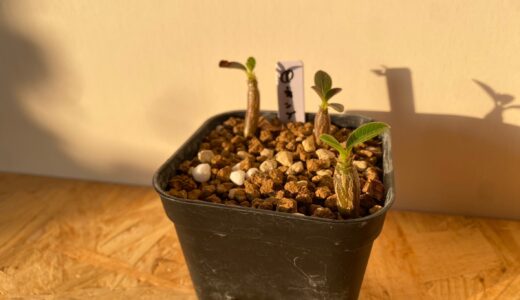 【パキポディウムウィンゾリー栽培記録】ウィンゾリー実生の育て方（2022年12月〜更新中）